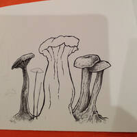 drawing /