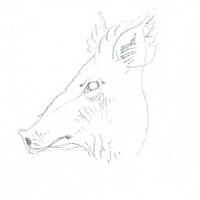design /