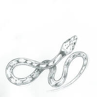 design /
