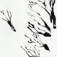 design /
