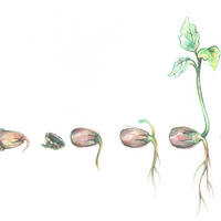 design /