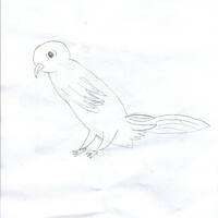 design /